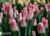 Tulipa Pulitzer (2)